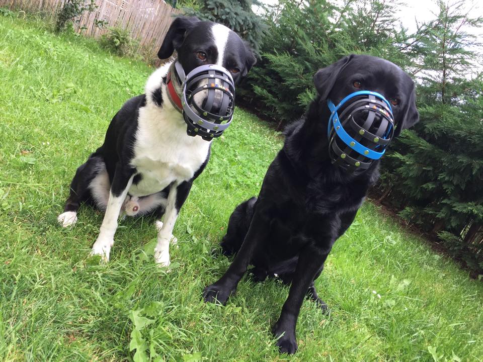 11666055_10153726349239523_2731025833992643932_n-1