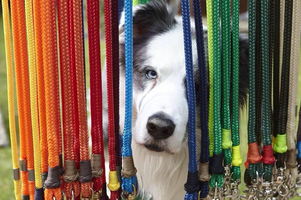 30724101_2506903309533980_4920772553905012736_n