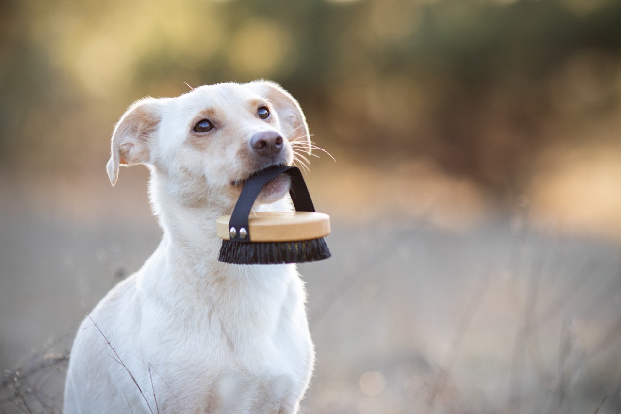 Lila Kurzhaarbürste
